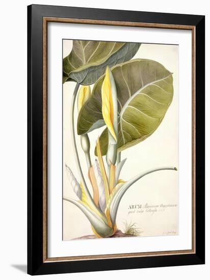 Arum Maximum Aegyptiacum, C.1740-45-Georg Dionysius Ehret-Framed Giclee Print