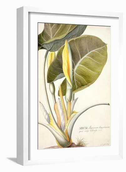 Arum Maximum Aegyptiacum, C.1740-45-Georg Dionysius Ehret-Framed Giclee Print