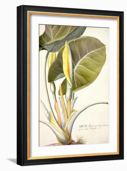 Arum Maximum Aegyptiacum, C.1740-45-Georg Dionysius Ehret-Framed Giclee Print