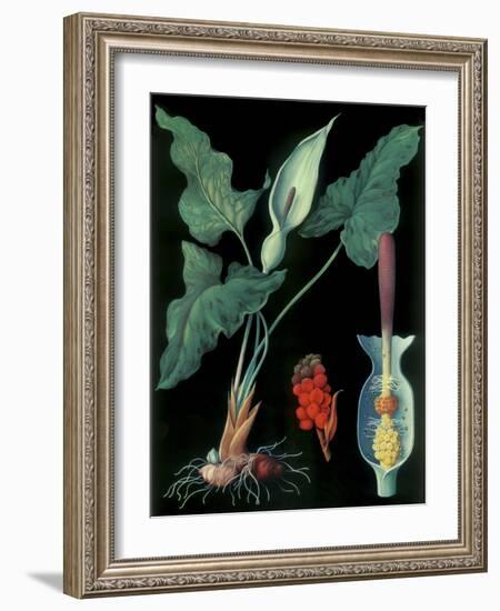 Arum-null-Framed Giclee Print