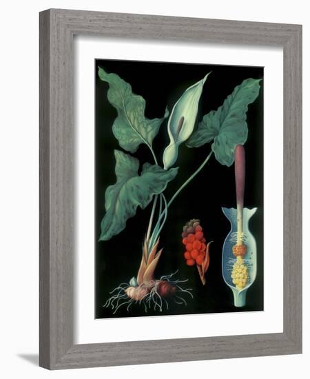 Arum-null-Framed Giclee Print