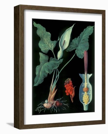 Arum-null-Framed Giclee Print