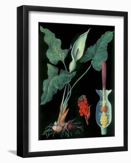 Arum-null-Framed Giclee Print