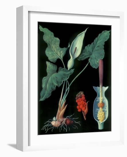 Arum-null-Framed Giclee Print