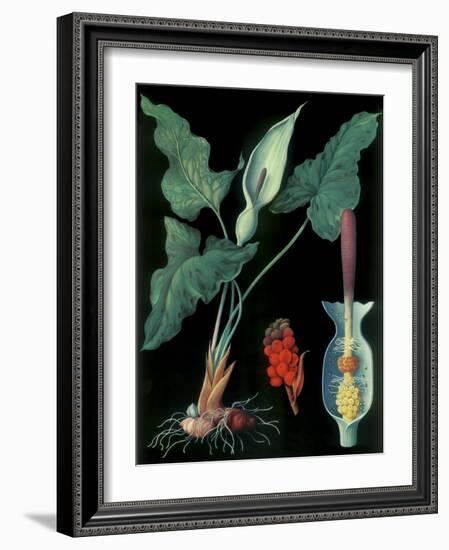 Arum-null-Framed Giclee Print