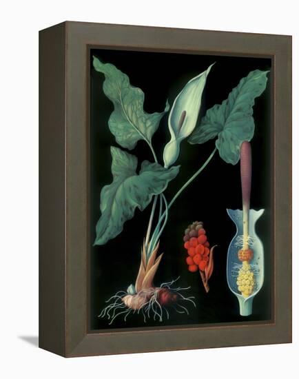 Arum-null-Framed Premier Image Canvas