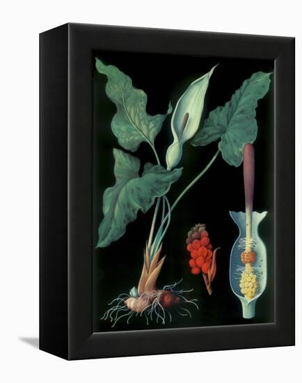 Arum-null-Framed Premier Image Canvas