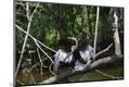 Photographic Print