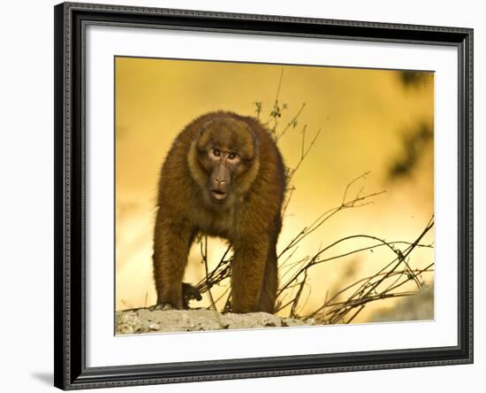 Arunachal Macaque (Macaca Munzala) Tawang, Arunachal Pradesh, India. Endangered Species-Sandesh Kadur-Framed Photographic Print