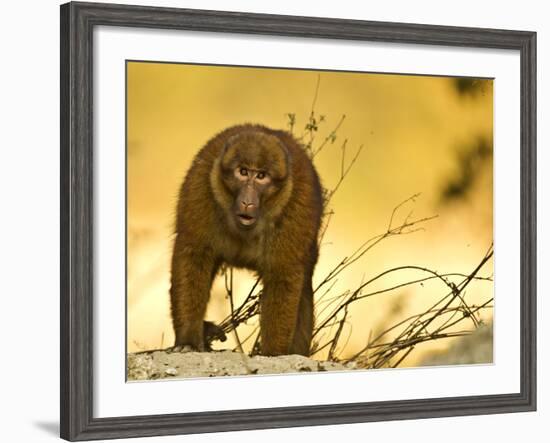 Arunachal Macaque (Macaca Munzala) Tawang, Arunachal Pradesh, India. Endangered Species-Sandesh Kadur-Framed Photographic Print