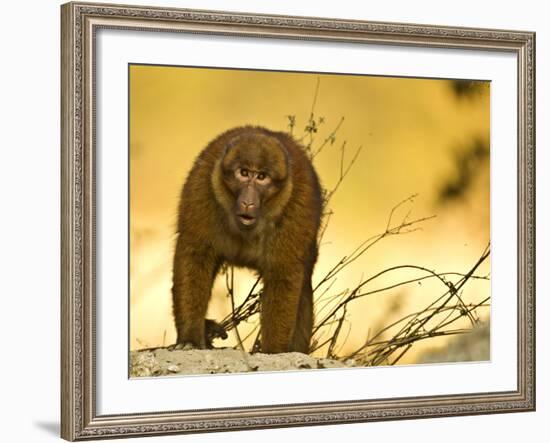 Arunachal Macaque (Macaca Munzala) Tawang, Arunachal Pradesh, India. Endangered Species-Sandesh Kadur-Framed Photographic Print
