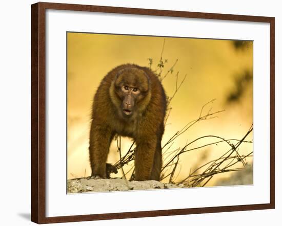 Arunachal Macaque (Macaca Munzala) Tawang, Arunachal Pradesh, India. Endangered Species-Sandesh Kadur-Framed Photographic Print