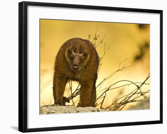 Arunachal Macaque (Macaca Munzala) Tawang, Arunachal Pradesh, India. Endangered Species-Sandesh Kadur-Framed Photographic Print