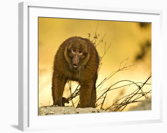 Arunachal Macaque (Macaca Munzala) Tawang, Arunachal Pradesh, India. Endangered Species-Sandesh Kadur-Framed Photographic Print