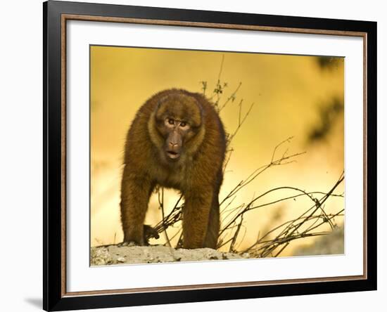 Arunachal Macaque (Macaca Munzala) Tawang, Arunachal Pradesh, India. Endangered Species-Sandesh Kadur-Framed Photographic Print