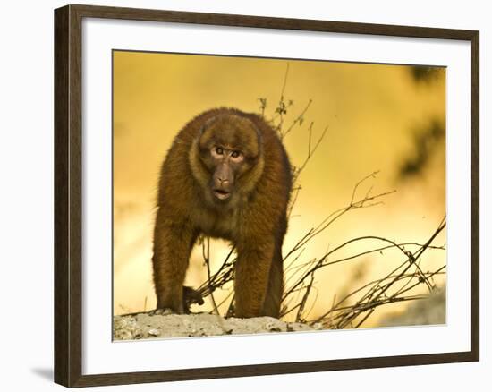 Arunachal Macaque (Macaca Munzala) Tawang, Arunachal Pradesh, India. Endangered Species-Sandesh Kadur-Framed Photographic Print