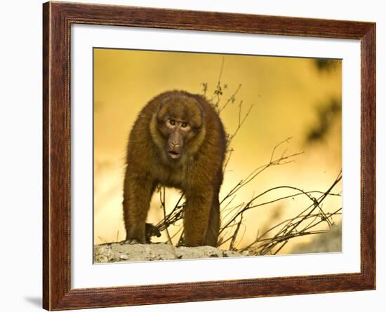 Arunachal Macaque (Macaca Munzala) Tawang, Arunachal Pradesh, India. Endangered Species-Sandesh Kadur-Framed Photographic Print