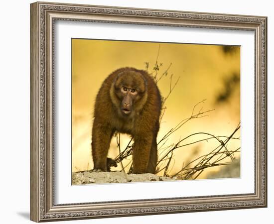 Arunachal Macaque (Macaca Munzala) Tawang, Arunachal Pradesh, India. Endangered Species-Sandesh Kadur-Framed Photographic Print