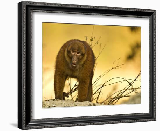 Arunachal Macaque (Macaca Munzala) Tawang, Arunachal Pradesh, India. Endangered Species-Sandesh Kadur-Framed Photographic Print
