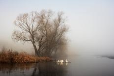 Geese in Fog. Flock of Birds Swims near Shore of River under Trees. Beautiful Spring Landscape in M-arvitalyaa-Framed Photographic Print