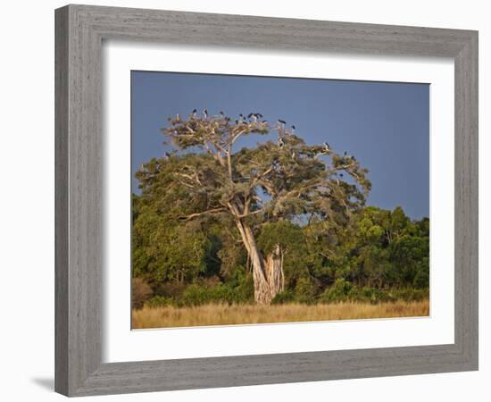 As Dusk Approaches, Marabou Storks Roost in Large Wild Fig Tree Near the Mara River-Nigel Pavitt-Framed Photographic Print