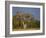 As Dusk Approaches, Marabou Storks Roost in Large Wild Fig Tree Near the Mara River-Nigel Pavitt-Framed Photographic Print