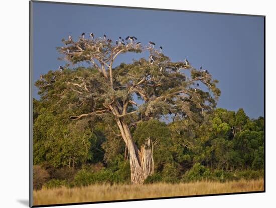 As Dusk Approaches, Marabou Storks Roost in Large Wild Fig Tree Near the Mara River-Nigel Pavitt-Mounted Photographic Print