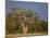 As Dusk Approaches, Marabou Storks Roost in Large Wild Fig Tree Near the Mara River-Nigel Pavitt-Mounted Photographic Print