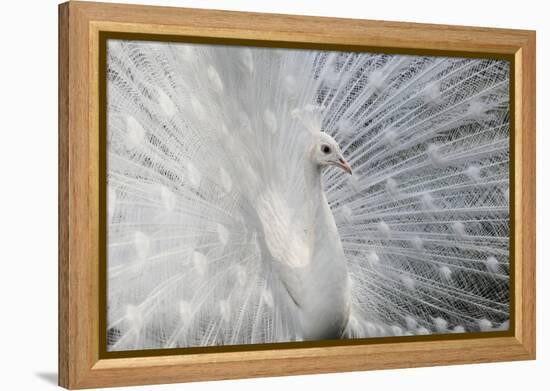 As White as Snow-Victoria Ivanova-Framed Premier Image Canvas