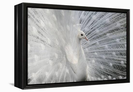 As White as Snow-Victoria Ivanova-Framed Premier Image Canvas