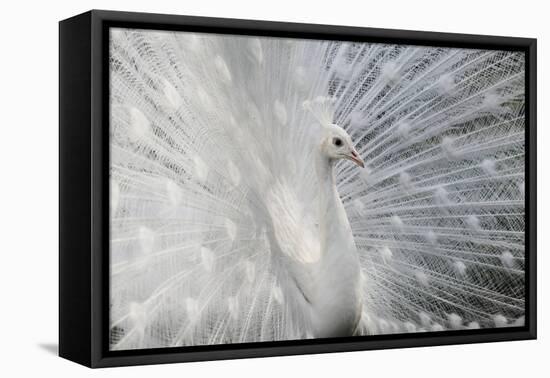 As White as Snow-Victoria Ivanova-Framed Premier Image Canvas