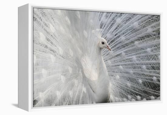 As White as Snow-Victoria Ivanova-Framed Premier Image Canvas