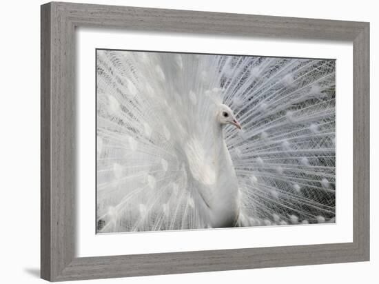 As White as Snow-Victoria Ivanova-Framed Photographic Print