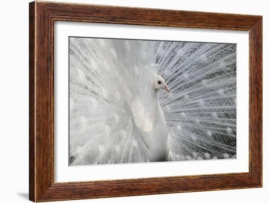 As White as Snow-Victoria Ivanova-Framed Photographic Print