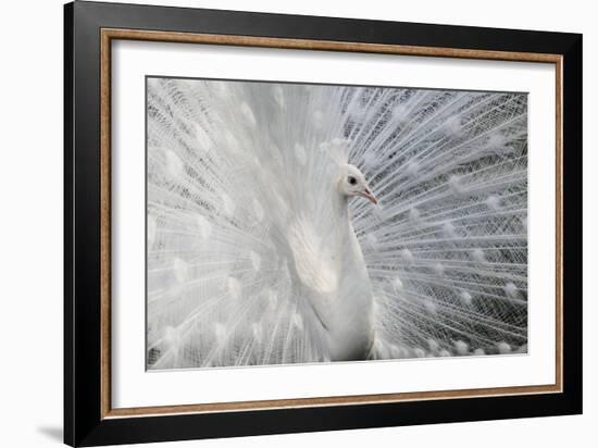 As White as Snow-Victoria Ivanova-Framed Photographic Print