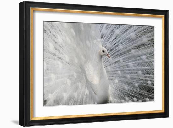 As White as Snow-Victoria Ivanova-Framed Photographic Print