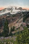 'Purple Asters, in Mount Rainier National Park', c1916-Asahel Curtis-Photographic Print