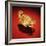 Asante Scorpion Ring, from Ghana (Gold)-African-Framed Giclee Print