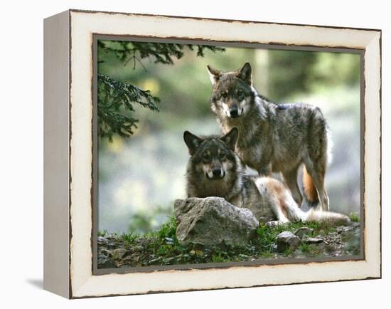 Asap Entertainment Plays with Wolves-Lionel Cironneau-Framed Premier Image Canvas