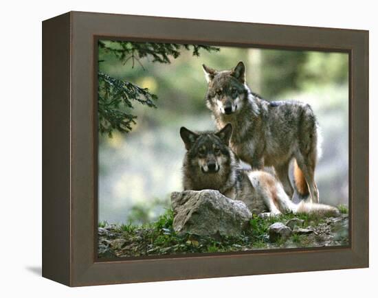 Asap Entertainment Plays with Wolves-Lionel Cironneau-Framed Premier Image Canvas