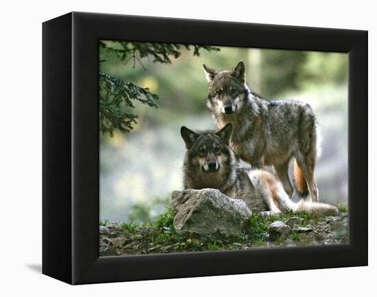 Asap Entertainment Plays with Wolves-Lionel Cironneau-Framed Premier Image Canvas