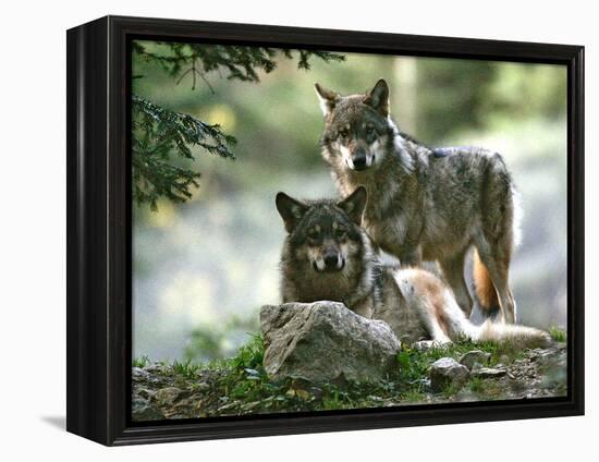 Asap Entertainment Plays with Wolves-Lionel Cironneau-Framed Premier Image Canvas