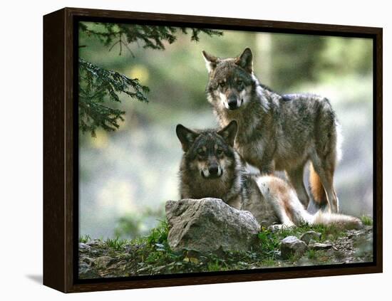 Asap Entertainment Plays with Wolves-Lionel Cironneau-Framed Premier Image Canvas