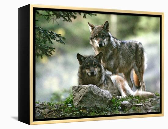 Asap Entertainment Plays with Wolves-Lionel Cironneau-Framed Premier Image Canvas