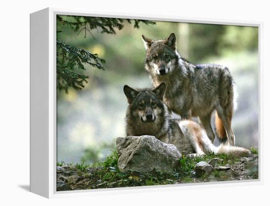 Asap Entertainment Plays with Wolves-Lionel Cironneau-Framed Premier Image Canvas