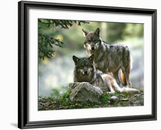 Asap Entertainment Plays with Wolves-Lionel Cironneau-Framed Photographic Print