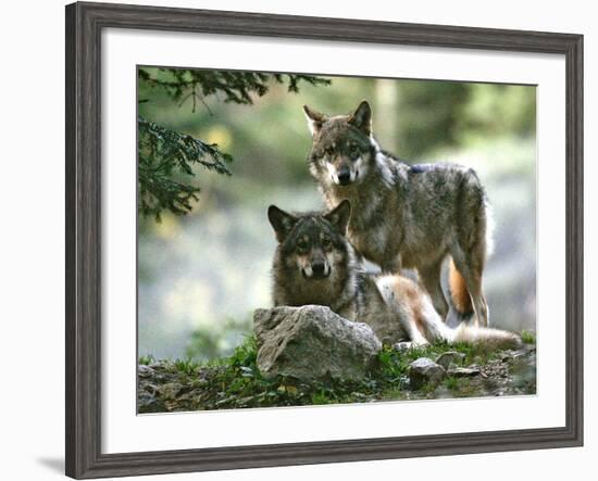 Asap Entertainment Plays with Wolves-Lionel Cironneau-Framed Photographic Print