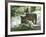 Asap Entertainment Plays with Wolves-Lionel Cironneau-Framed Photographic Print