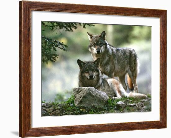 Asap Entertainment Plays with Wolves-Lionel Cironneau-Framed Photographic Print