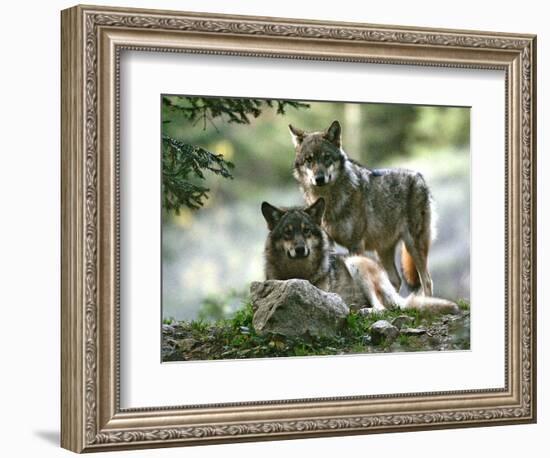 Asap Entertainment Plays with Wolves-Lionel Cironneau-Framed Photographic Print